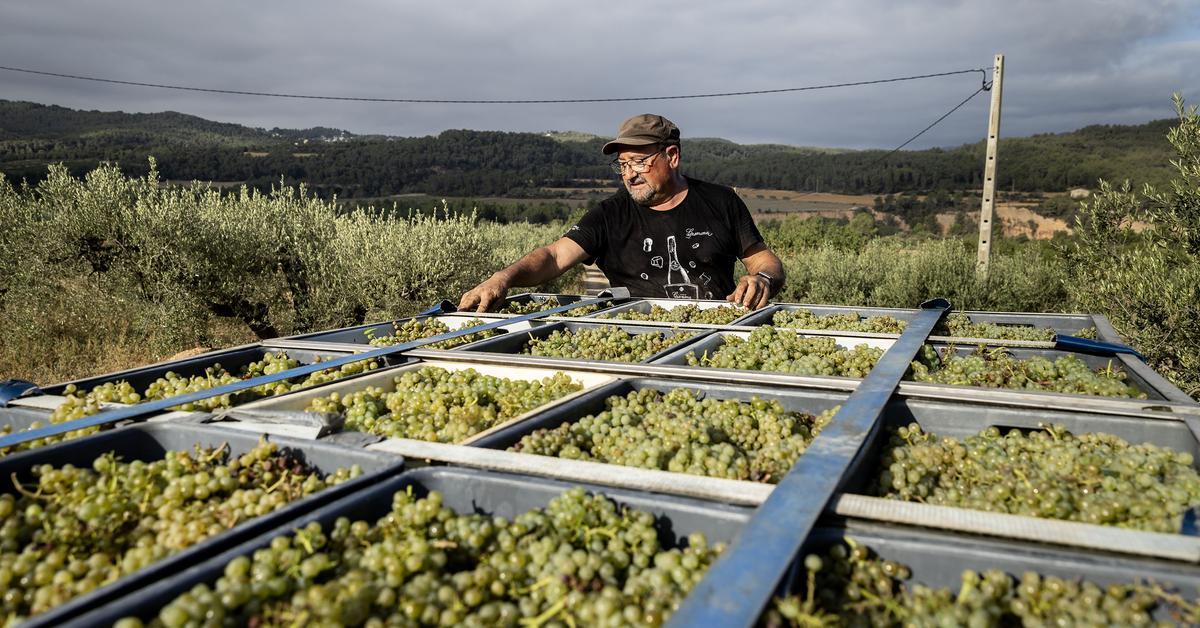 La vinya del Penedès, en alta tensió: els viticultors preveuen una caiguda en picat del preu del raïm