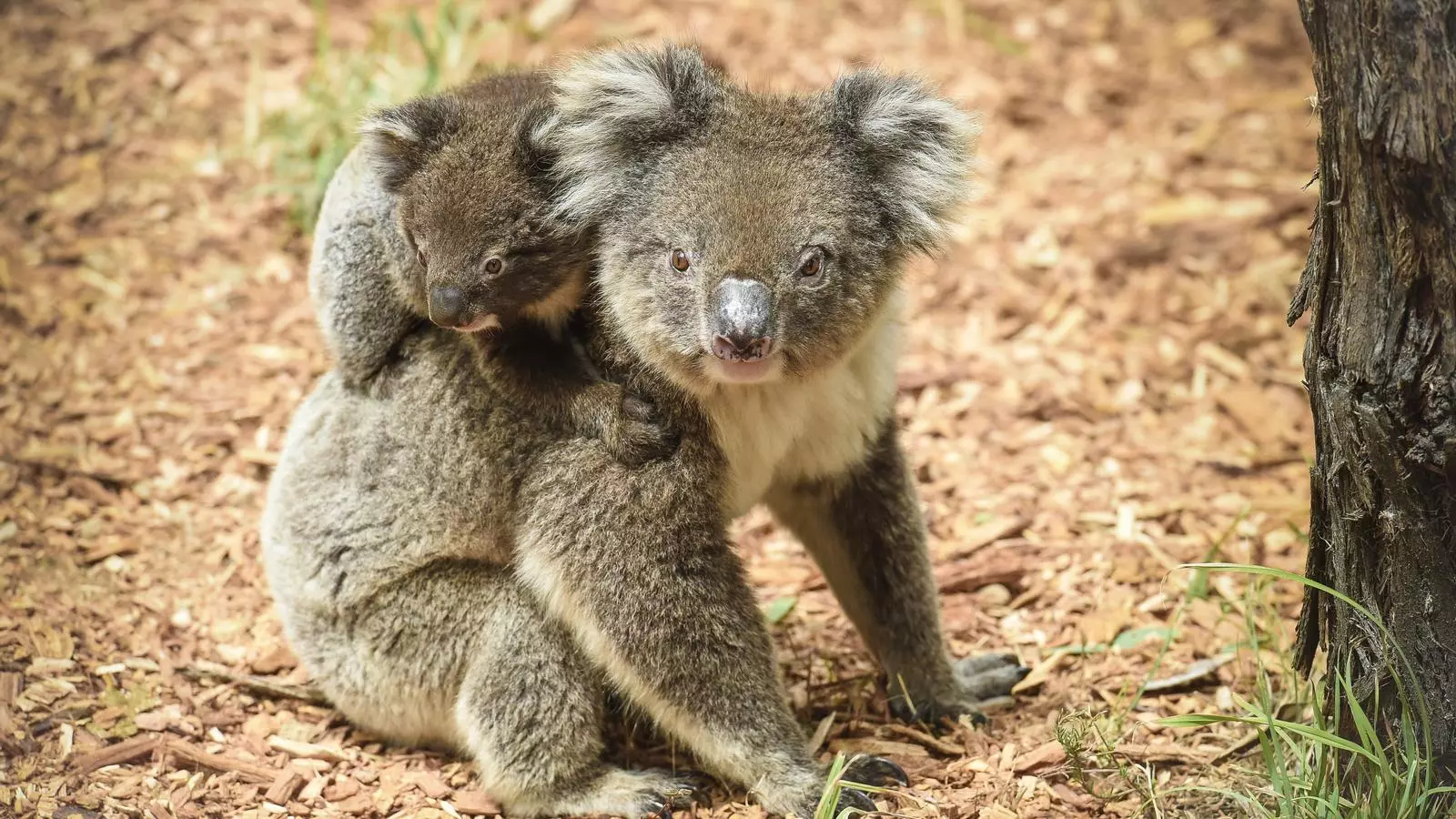 Una femella de coala i la seva cria en un parc protegit d'Austràlia