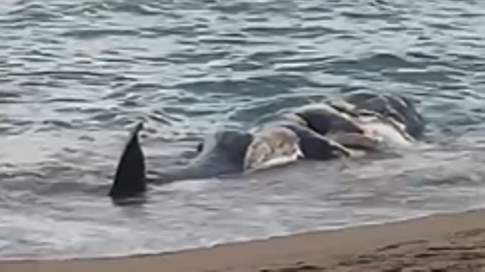 Video capture of the whale that appeared dead in Pals.