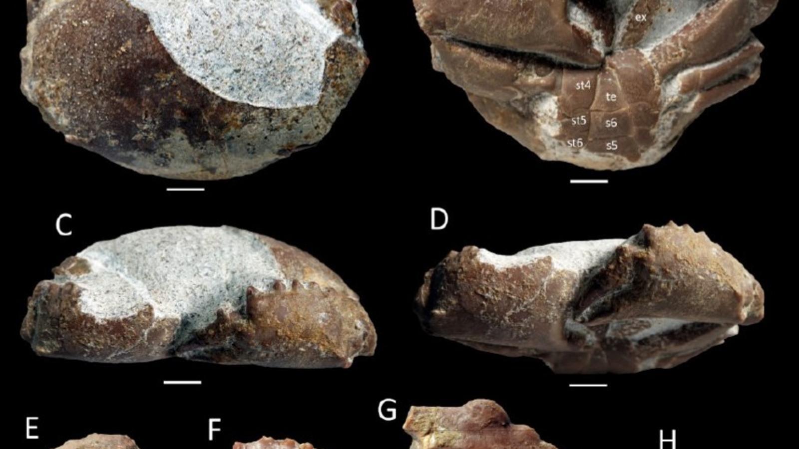Crab fossil discovered in Algaida