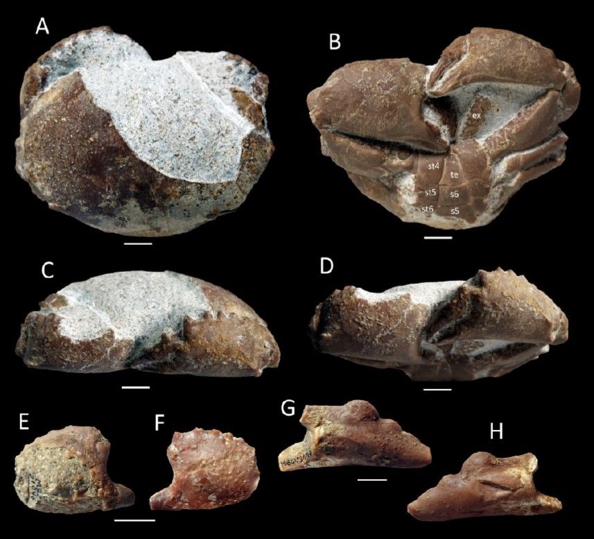 Fòssil del cranc descobert a Algaida