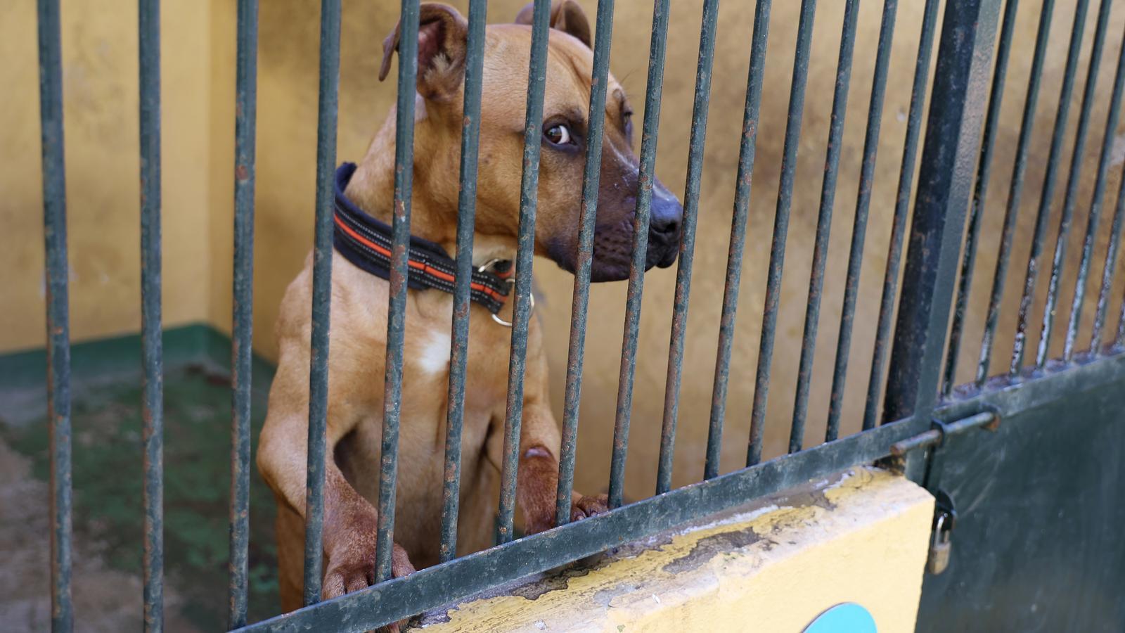 A dog in Son Reus.