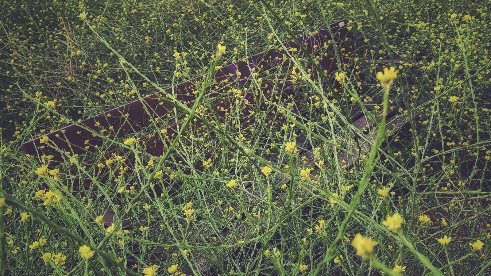 Fracassar millor, ‘darling’.