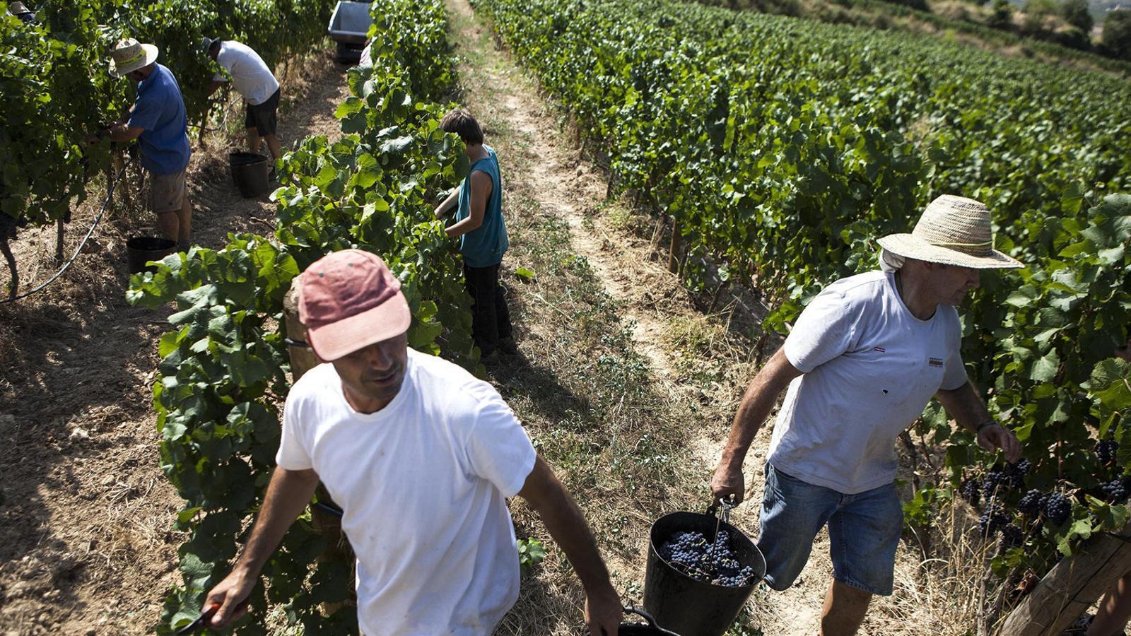 Stock image of grape pickers in a vineyard.