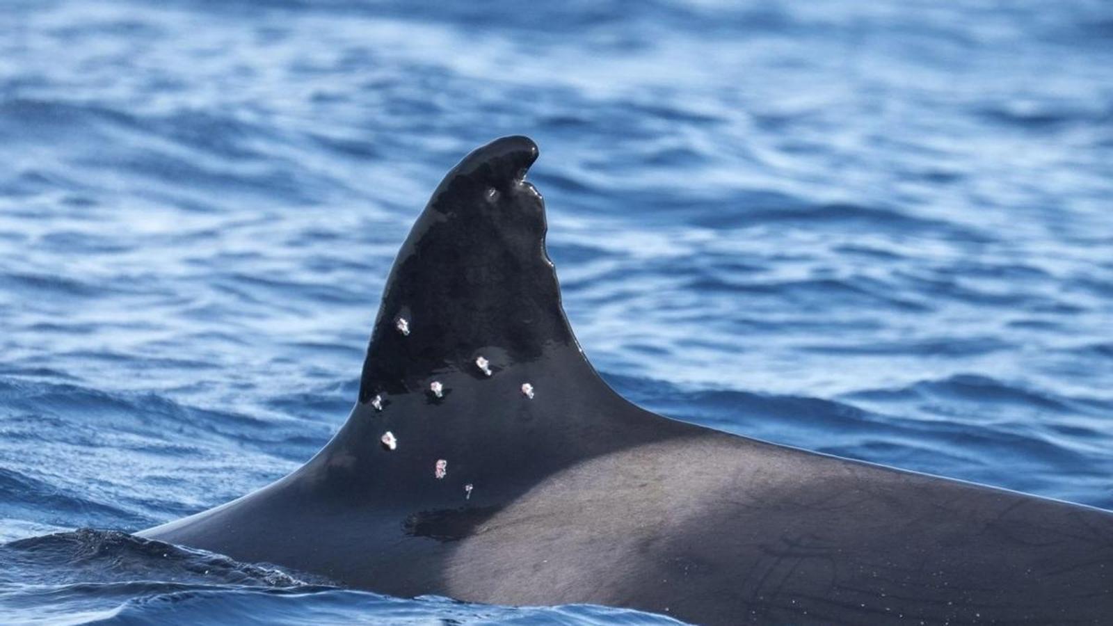 Una orca con perdigonazos