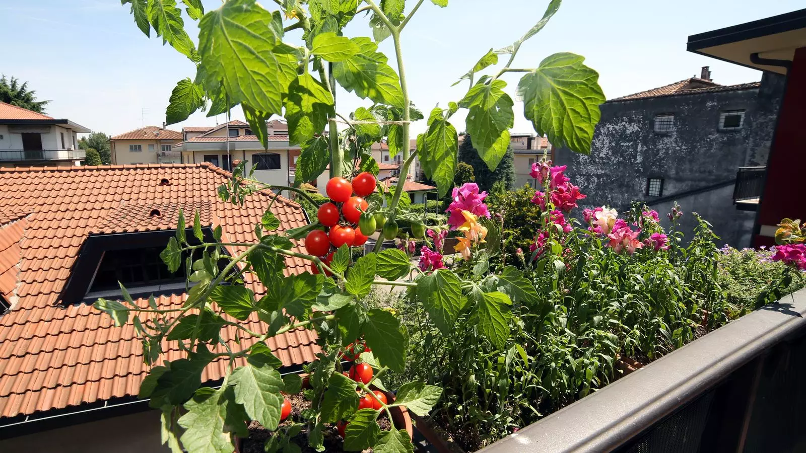 Tomàquets cultivats en un test d'un balcó