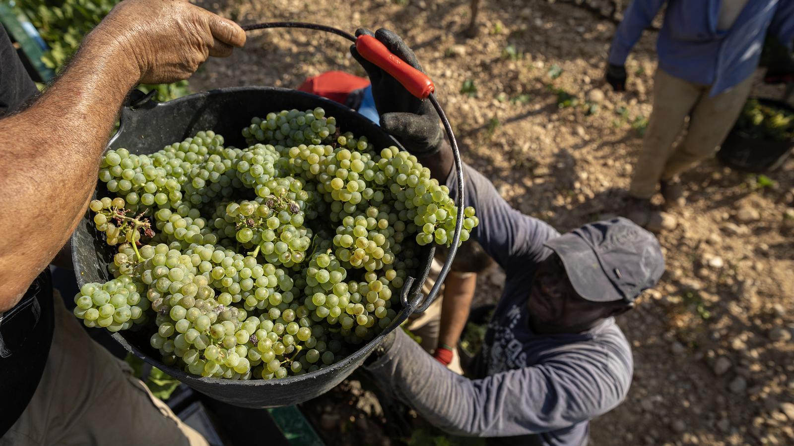 A group of workers and seasonal workers at the Vermema works in Penedés