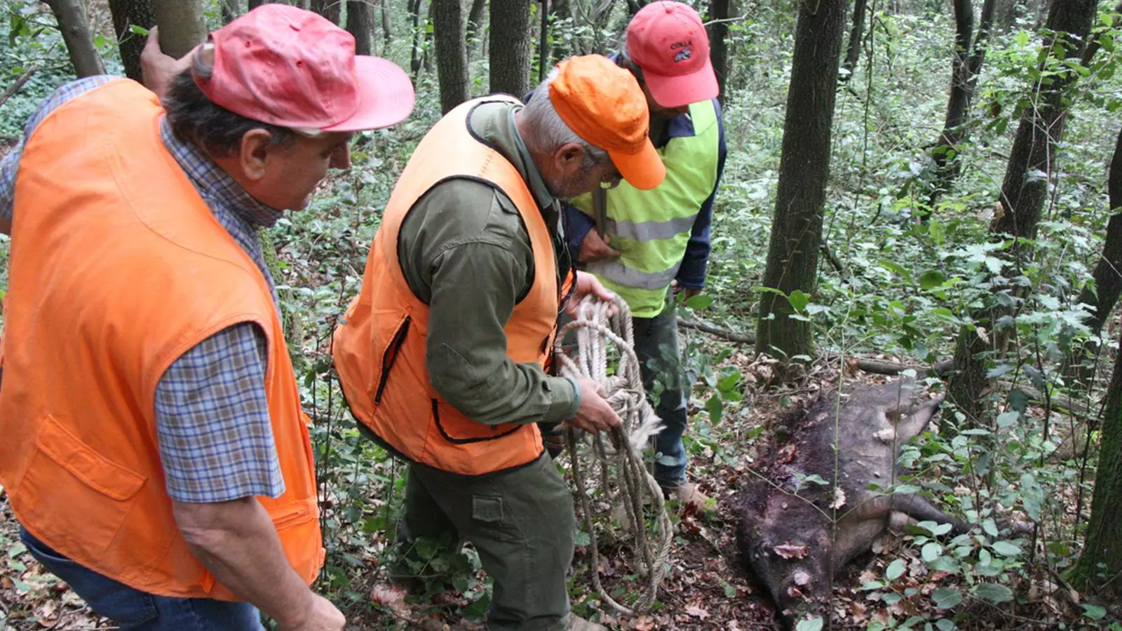 Uns caçadors arrosseguen un senglar abatut enmig d'un bosc / ACN