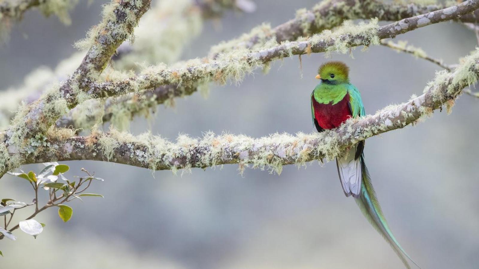 Un macho de Quetzal enfilado a una rama en el Parque Nacional Los Quetzales National Park, Costa Rica.