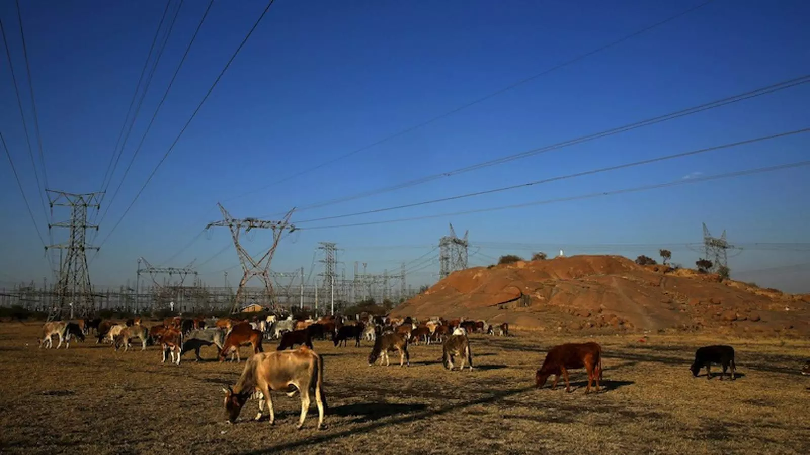 Unes vaques pasturen a l'esplanada on la policia va matar miners que participaven en una vaga, l'agost del 2012. SIPHIWE SIBEKO / REUTERS