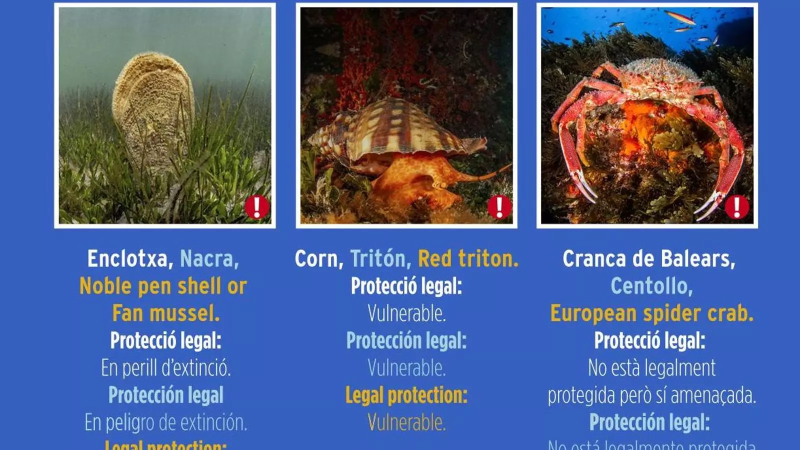 Cartell informatiu sobre les espècies d'invertebrats marins en perill a les Illes Balears.