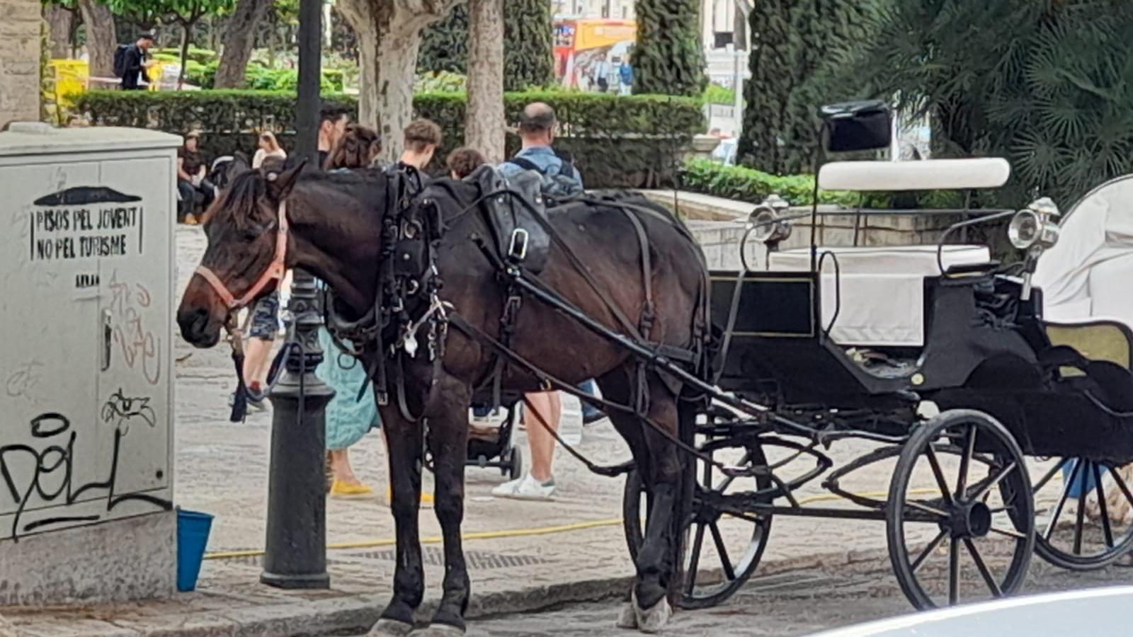Una galera en Palma.