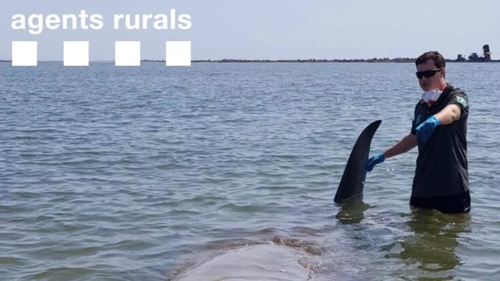 Els agents rurals han aconseguit rescatar una balena varada a l'Ebre