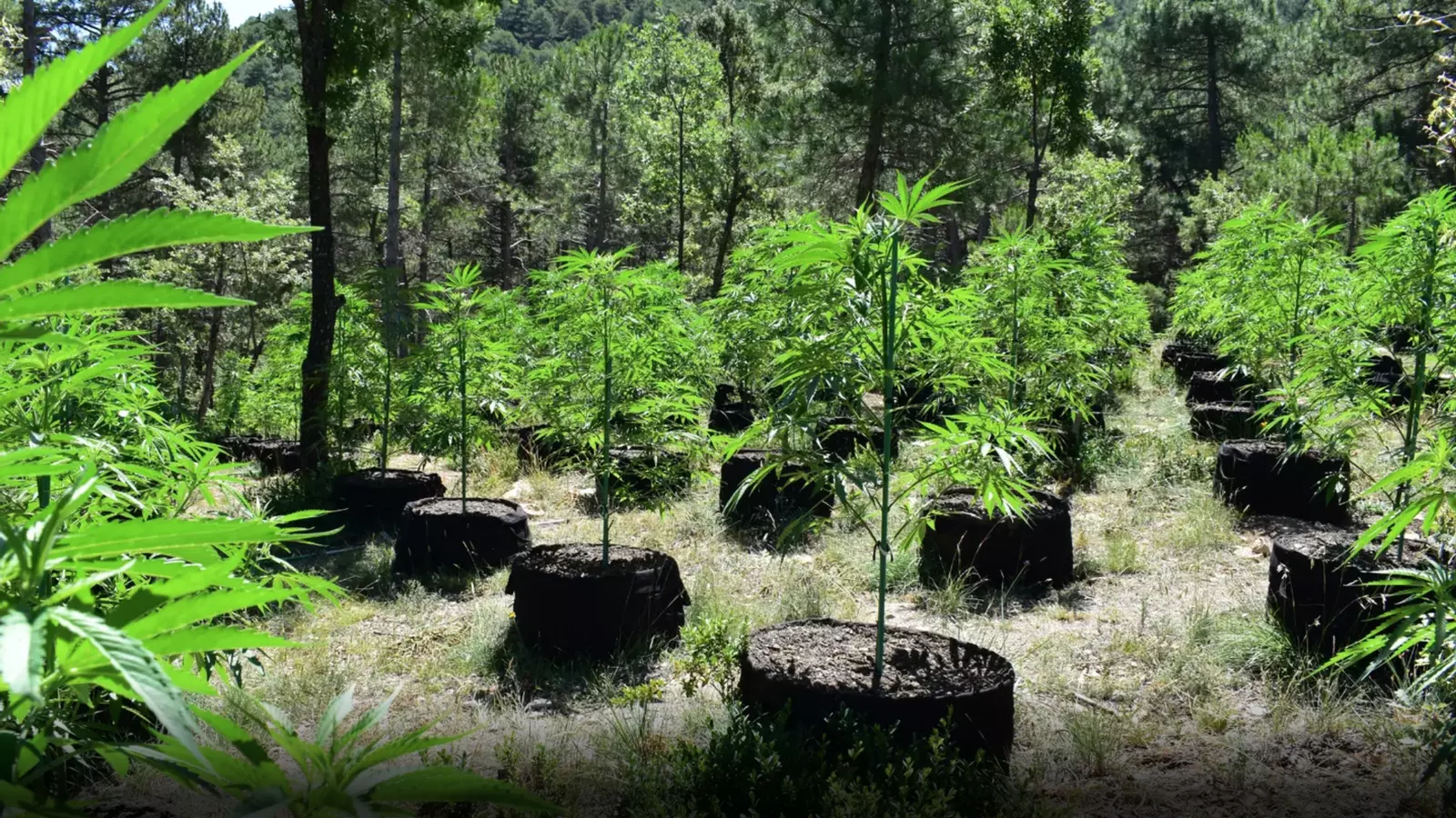 Una plantació de marihuana.