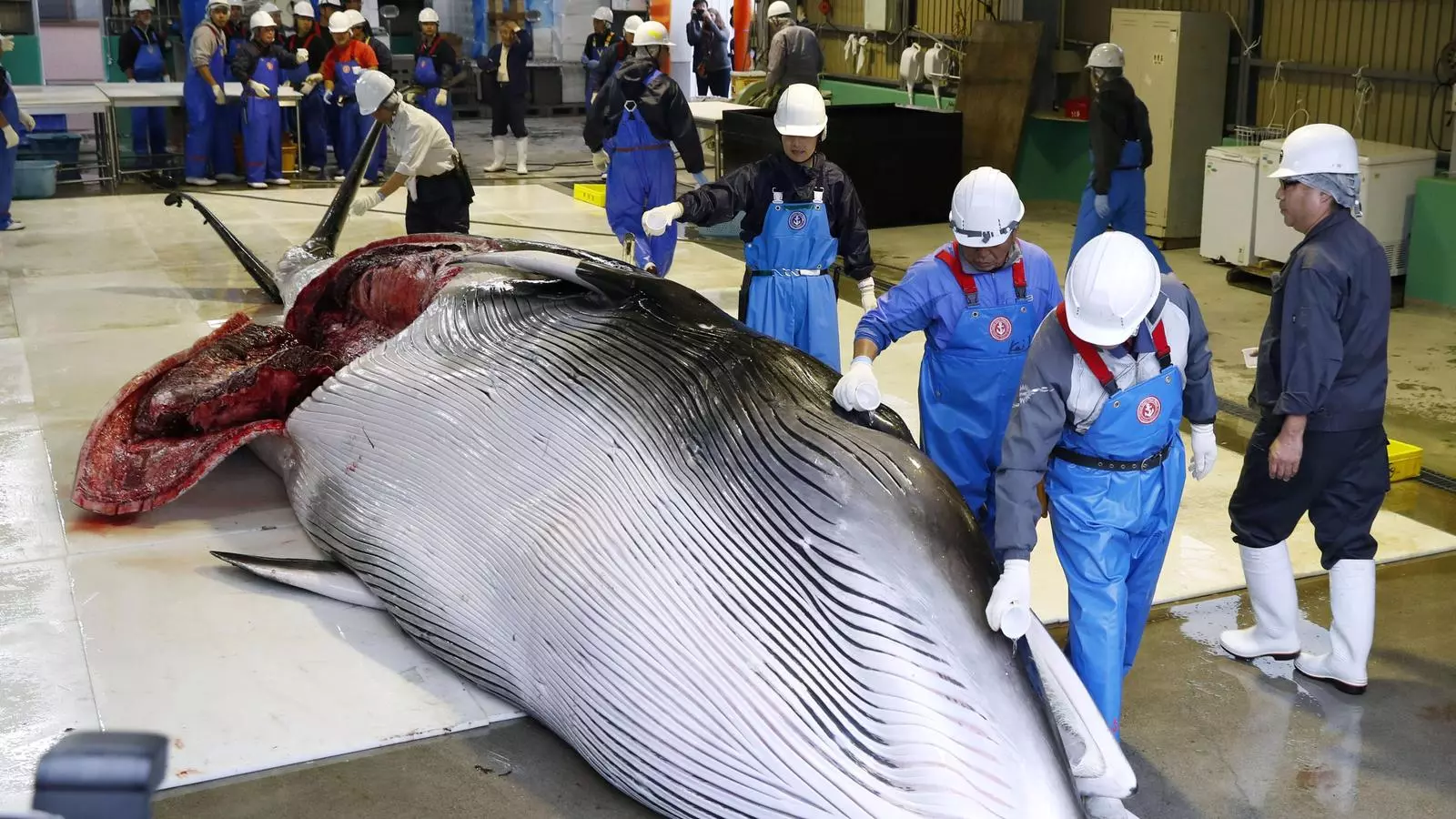 Un grup de treballadors manipulen el cadàver d'una balena a les instal·lacions d'un port de Kushiro, a Hokkaido.