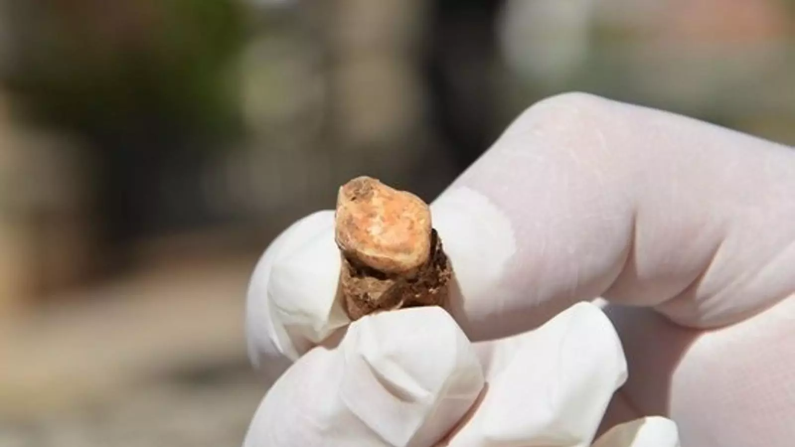 Detall del molar superior dret trobat a la Cova de les Teixoneres de Moià pels investigadors