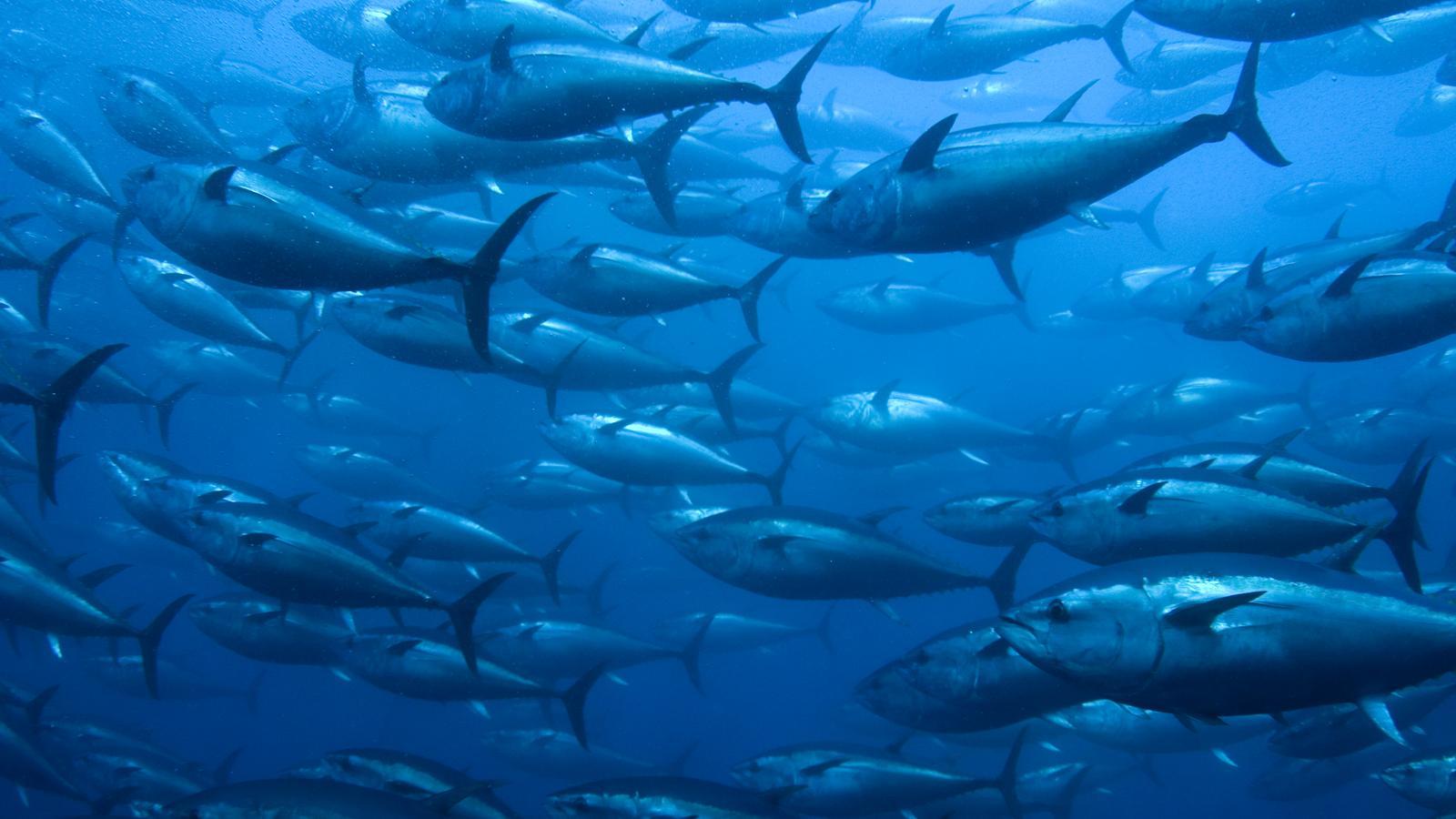 A school of tuna in a file image.