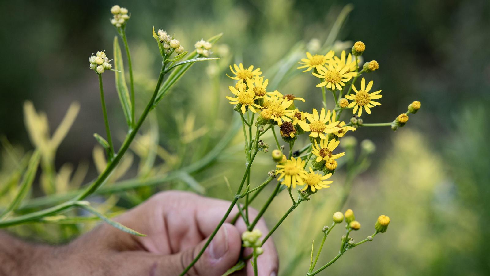 A close-up of the invasive and toxic plant.