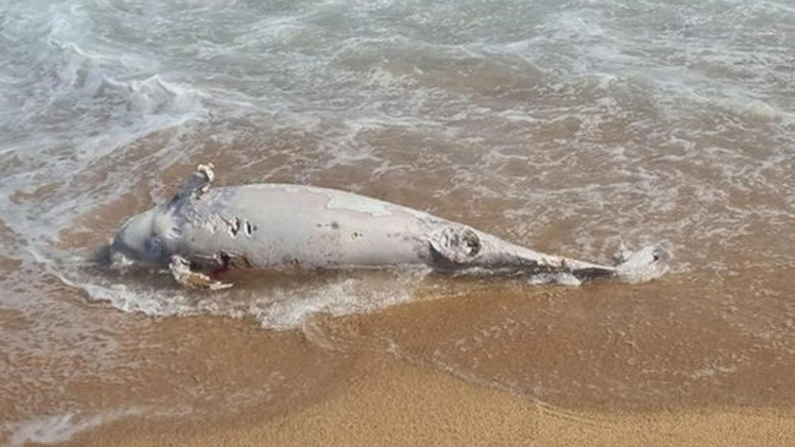 The animal found dead on the beach of Blandas