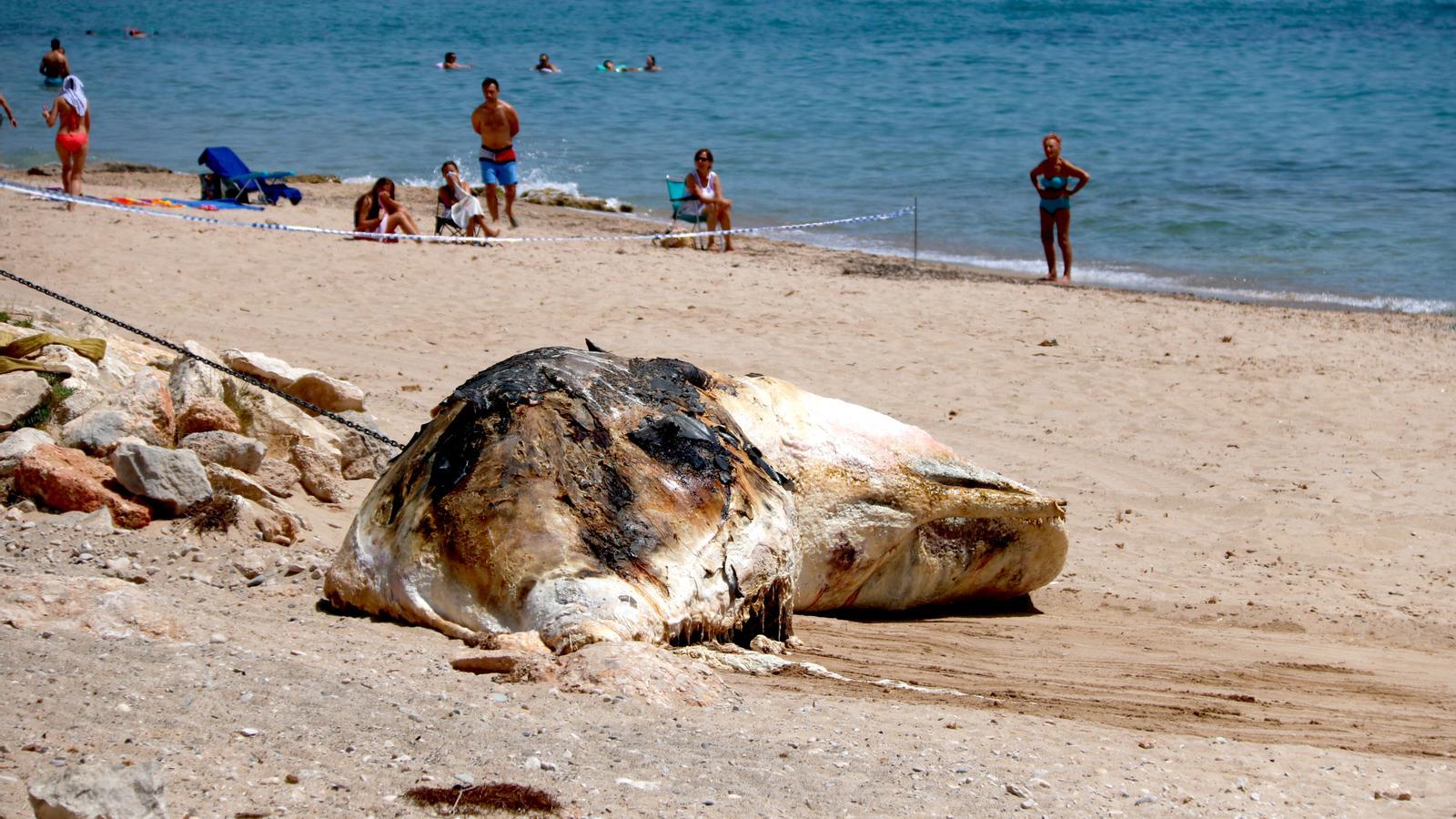 The dead whale on Almadrava beach in l'Hospitalet de l'Infant, under the watchful eye of the bathers.