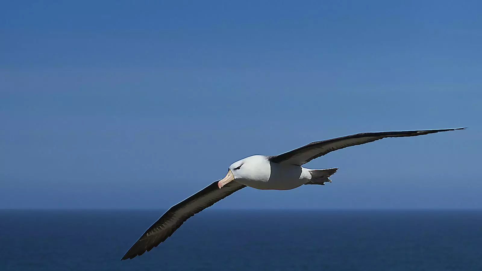 Ni els vaixells més sigil·losos enganyen els albatros