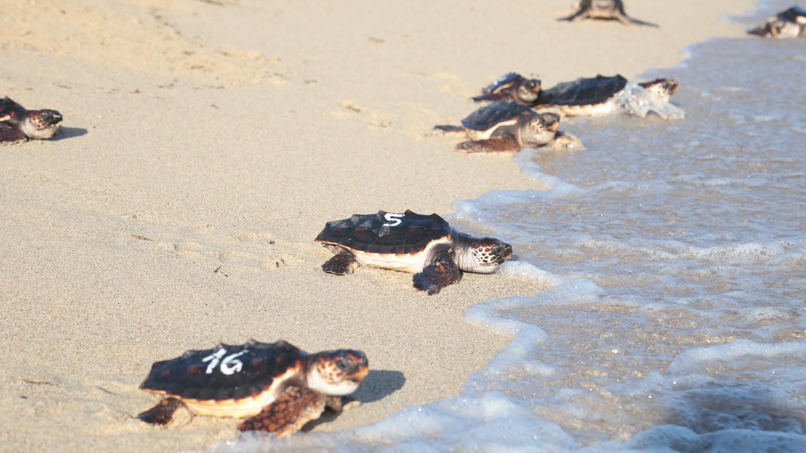 Tortugues.