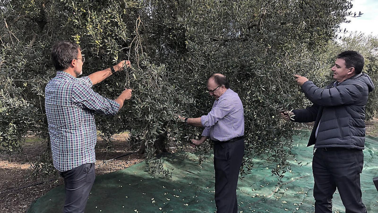 Una collita d’oli menor però de molt bona qualitat de la DOP Siurana