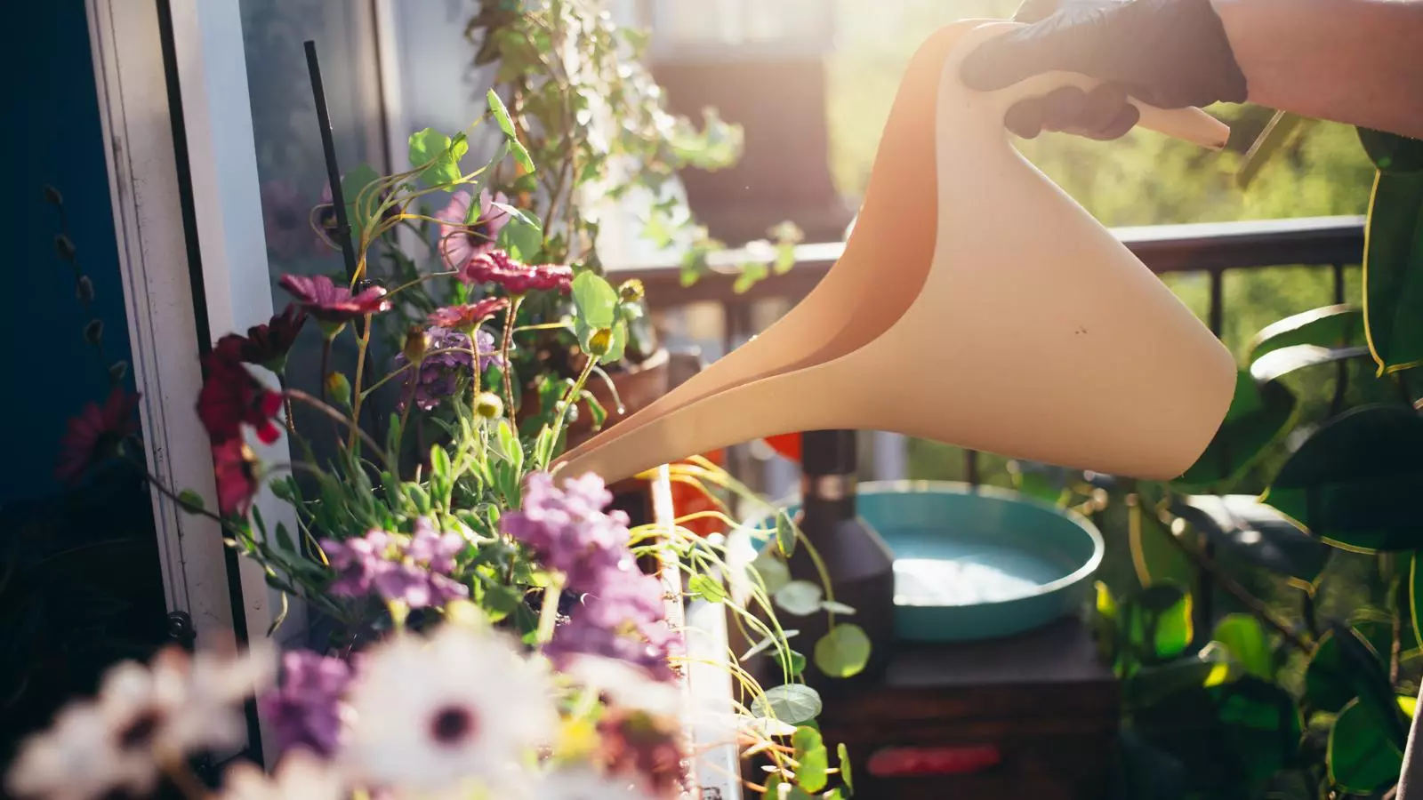 Una persona regant les flors del balcó