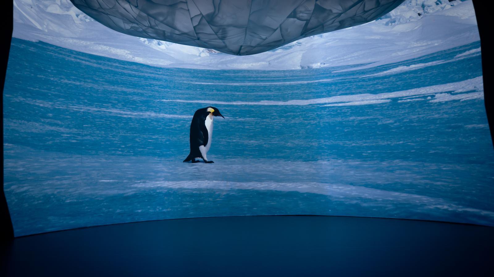 One of the images that can be seen in one of the rooms of the 'Antarctica Experience'