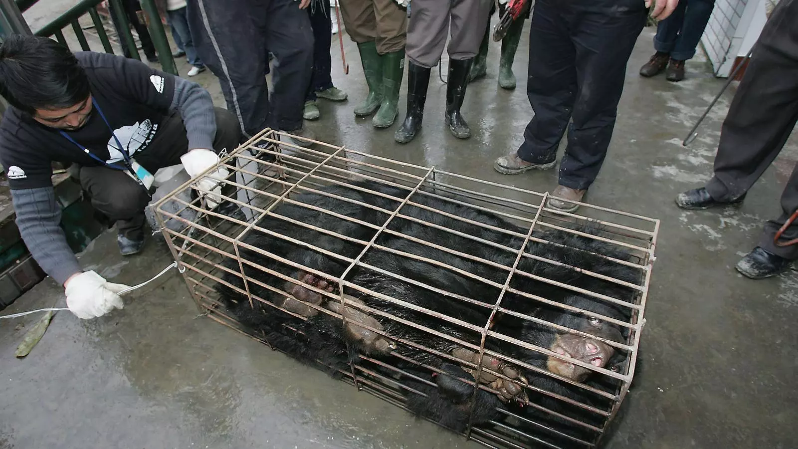 Imatge d’arxiu d’un ós engabiat després de ser rescatat d’una granja on li extreien la bilis a Chengdu, a la Xina.