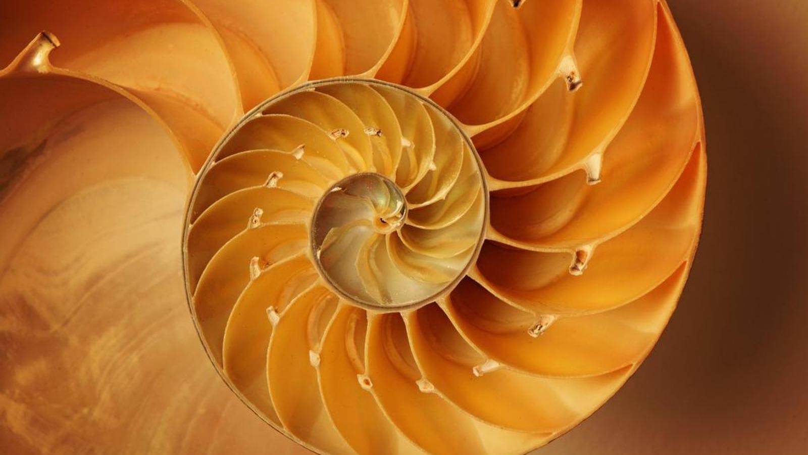 Nautilus casing.