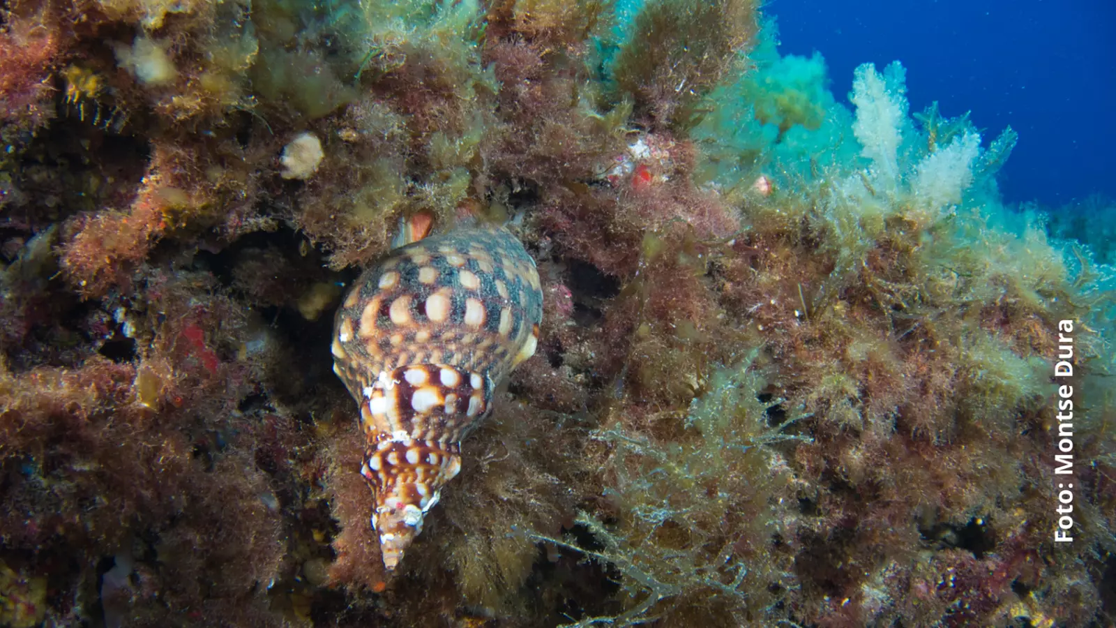 El corn és un dels tres invertebrats marins que estan catalogats com a amenaçats a les Illes.