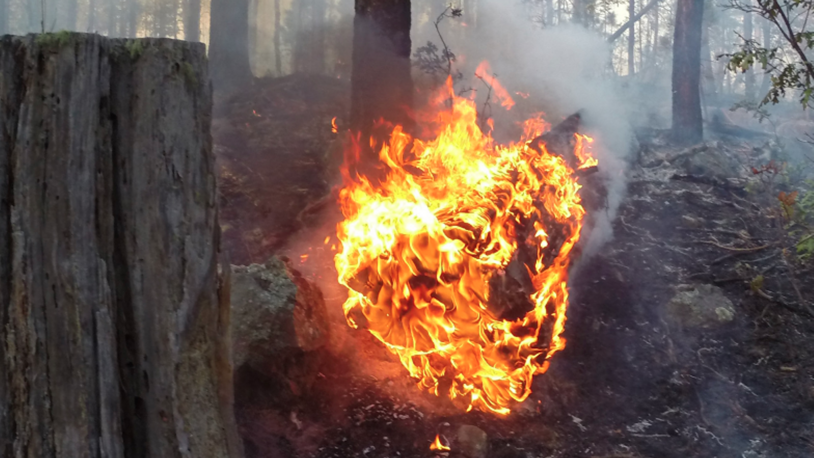 Un incendio forestal