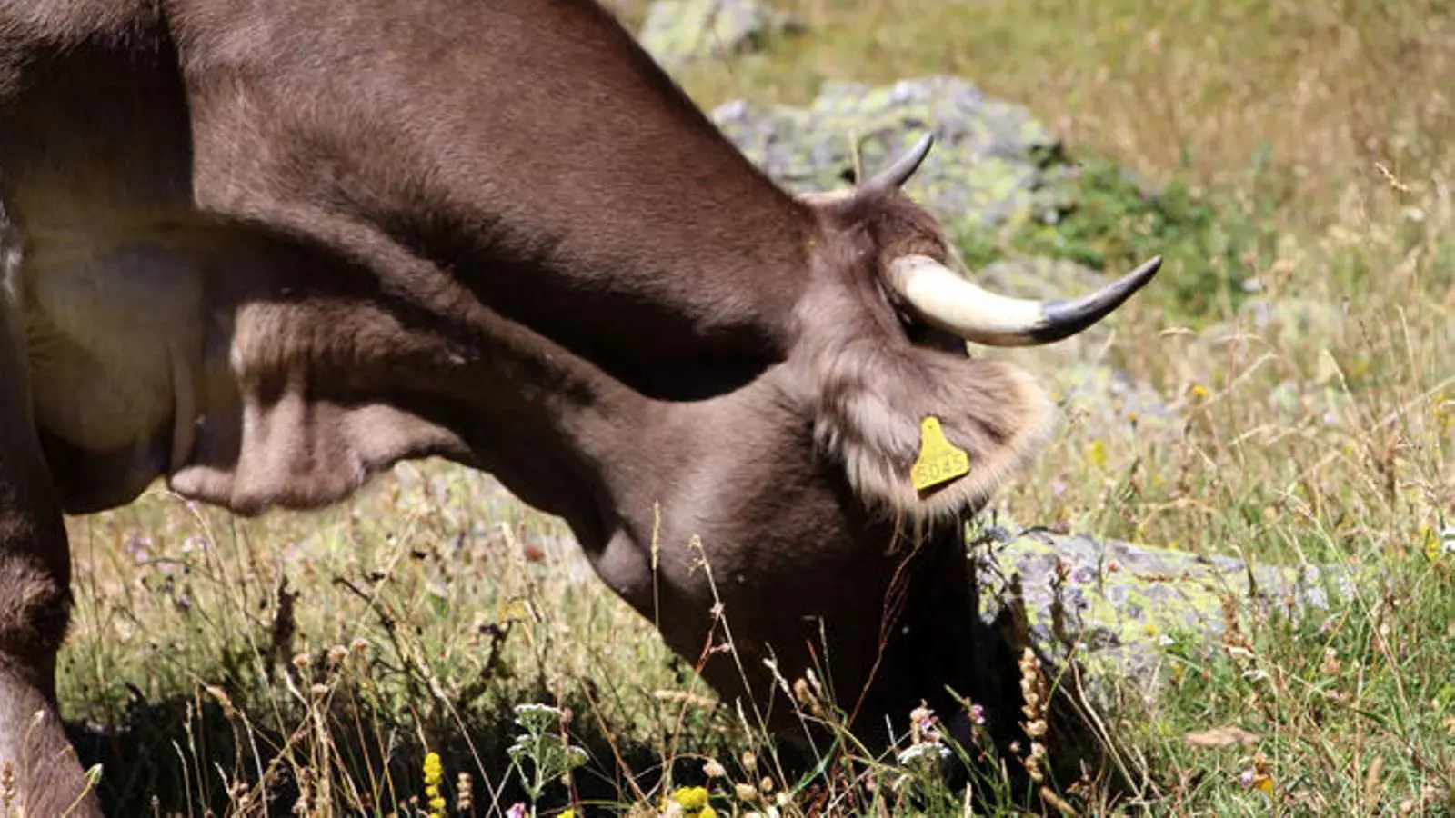 Caps de bestiar en una vall andorrana. ARXIU/ANA