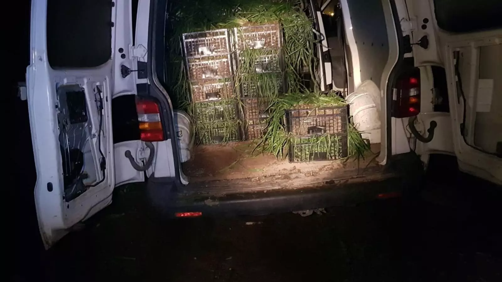 Tres denunciats per robar 50 caixes de calçots en camps del Baix Llobregat