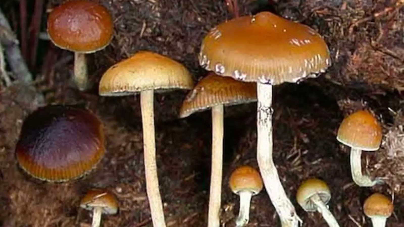 psilocybe fimetaria/ Viquipèdia