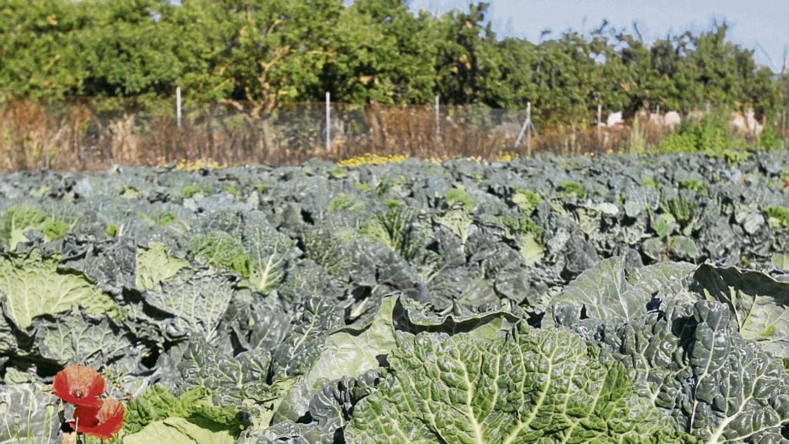 El sector primari aposta per augmentar la superfície cultivada i per introduir nous pagesos.