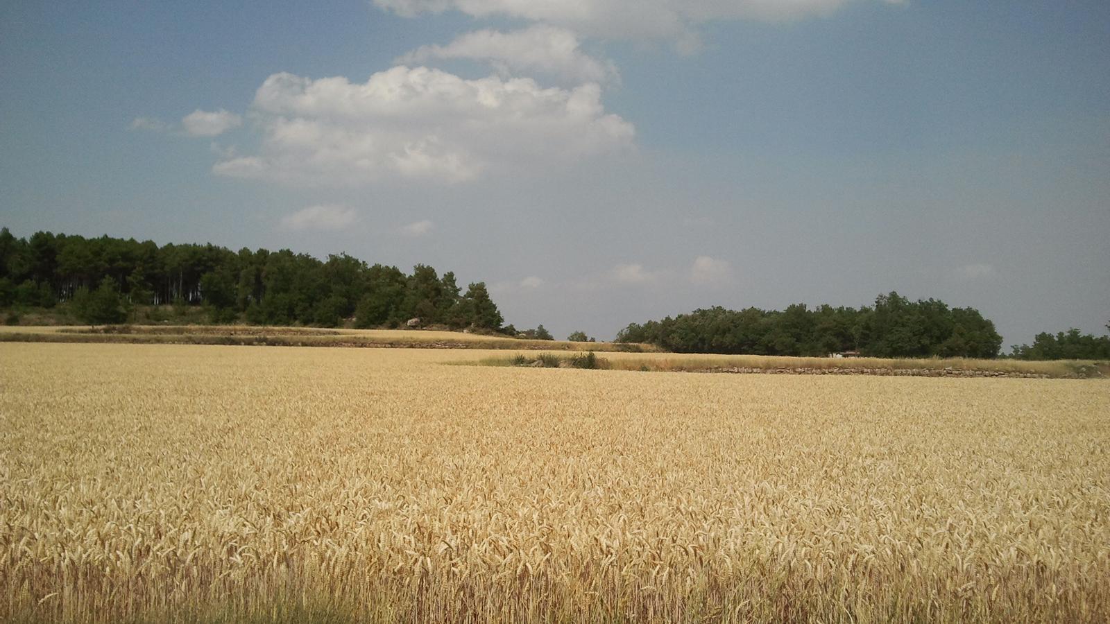 Rain has arrived on time for rainfed cereals