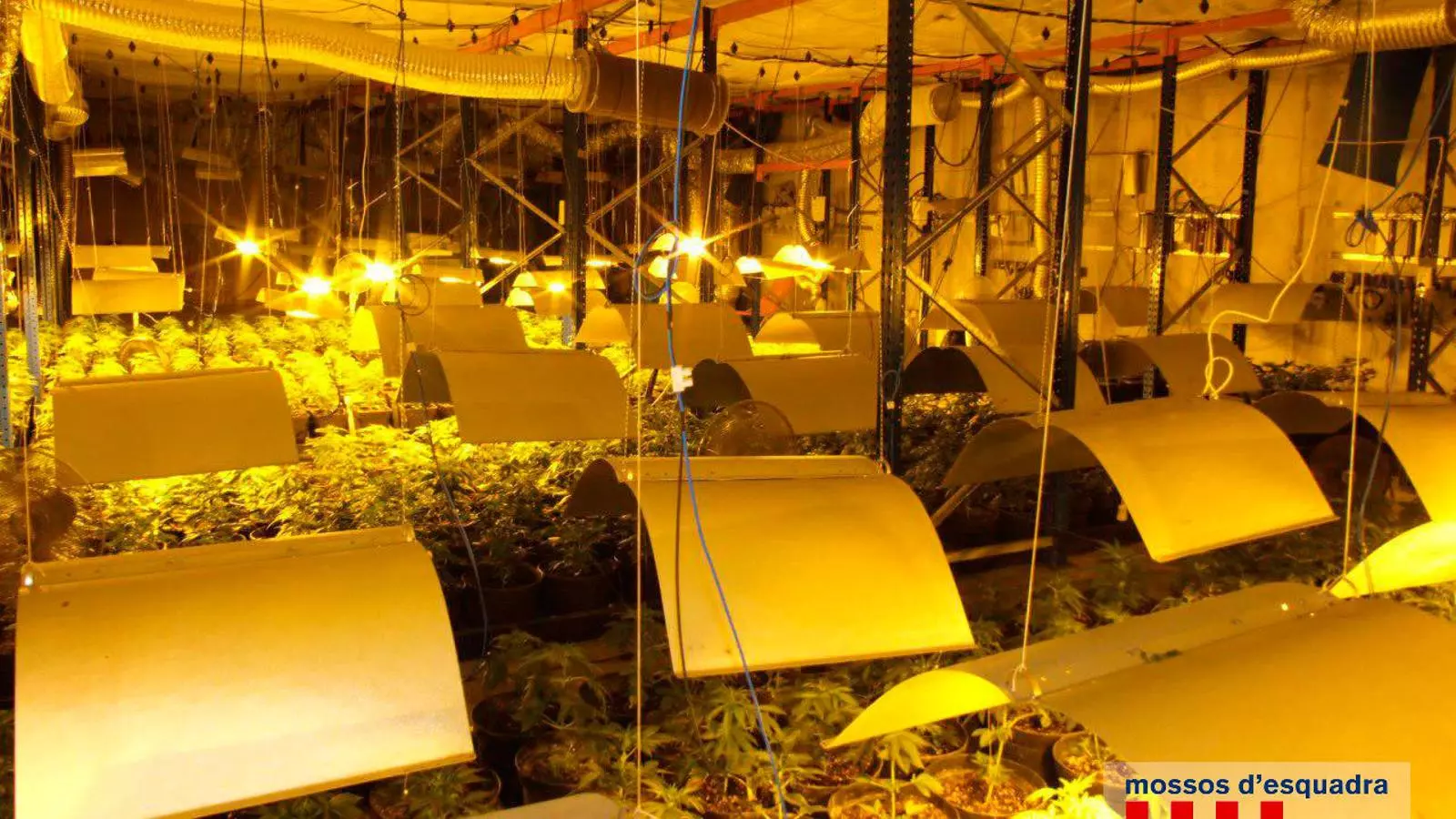 La plantació de marihuana 'indoor' que hi havia en una nau industrial de Santa Oliva