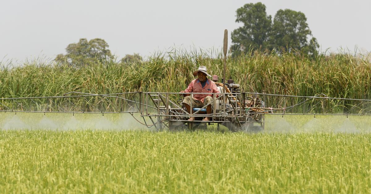 Per què la guerra pot deixar mig món sense aliments? La guerra contra l'Iran està impactant en el comerç mundial de fertilitzants: la seva escassetat farà pujar els preus i provocarà collites menys abundants.

Llegeix les conseqüències, a l'ARA