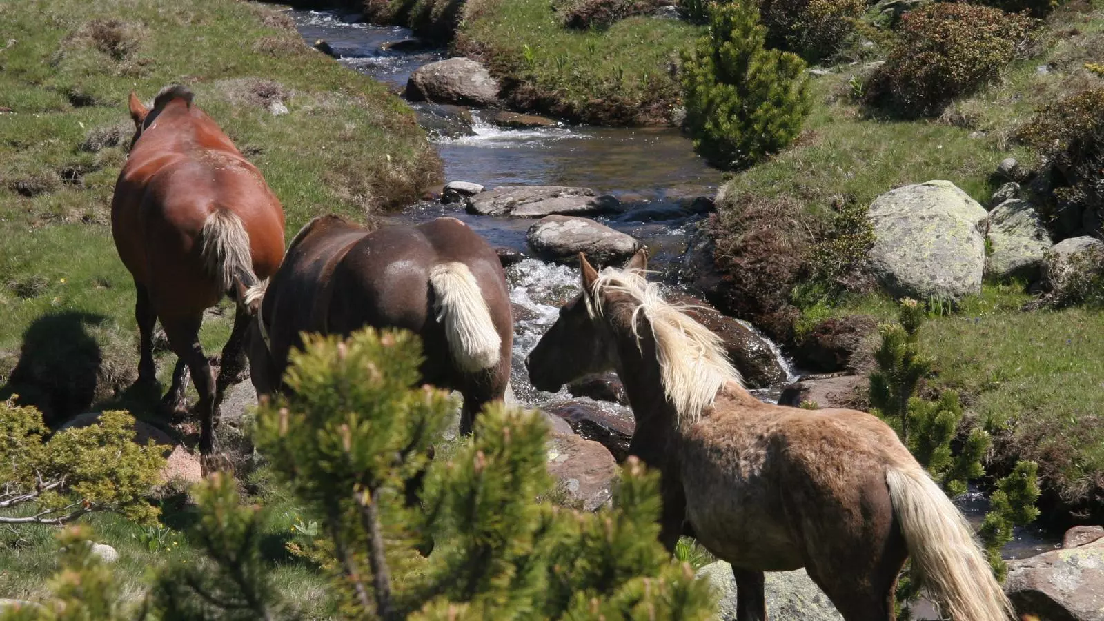 Cavalls pasturant a les Bulloses