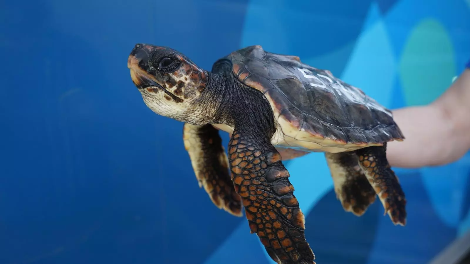 La tortuga du incorporat un sistema de localització per satèl·lit
