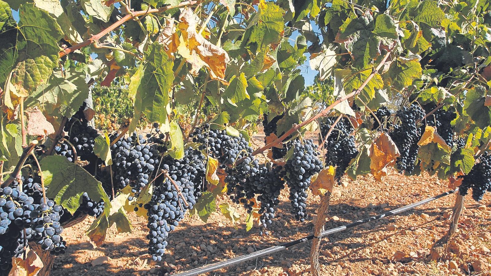 Treballar en el mercat insular és la principal assignatura de les nostres produccions de qualitat de vi