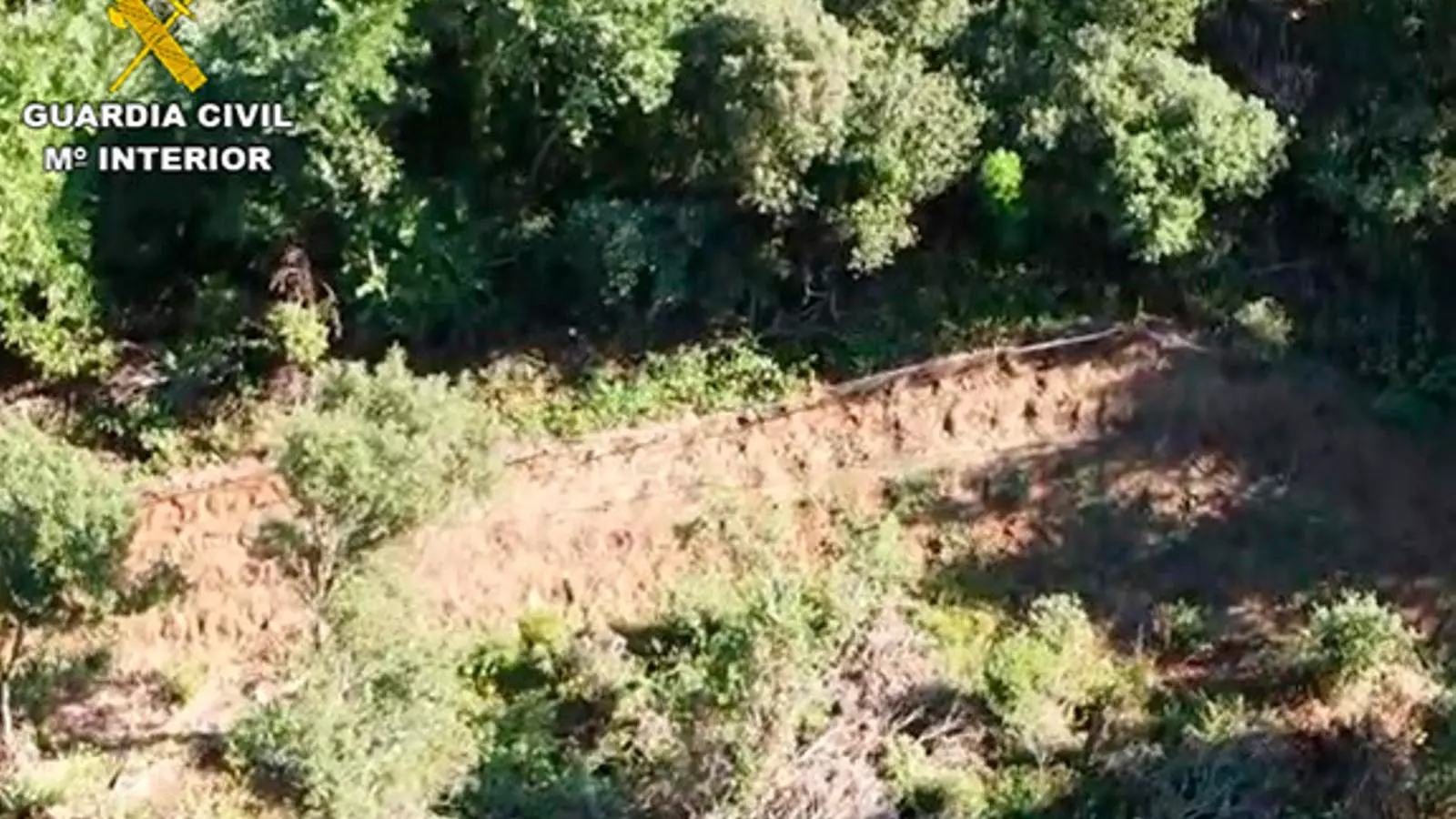 Imatge aèria de la zona on es van localitzar les plantacions de marihuana a Arbúcies.
