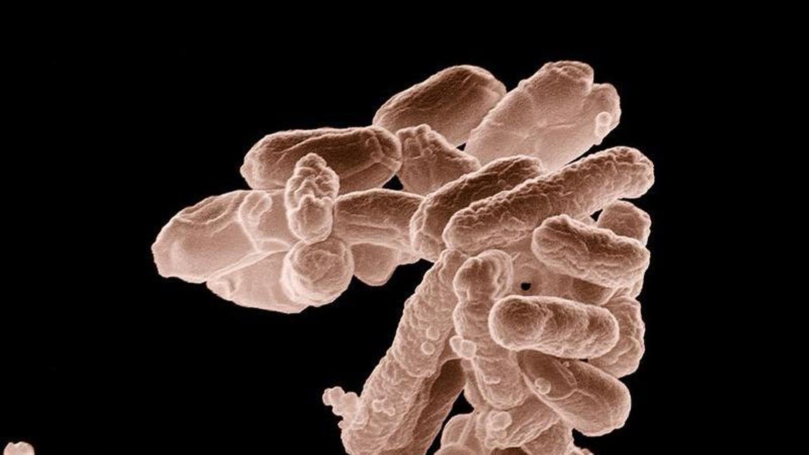 Image of an E. Coli bacterium