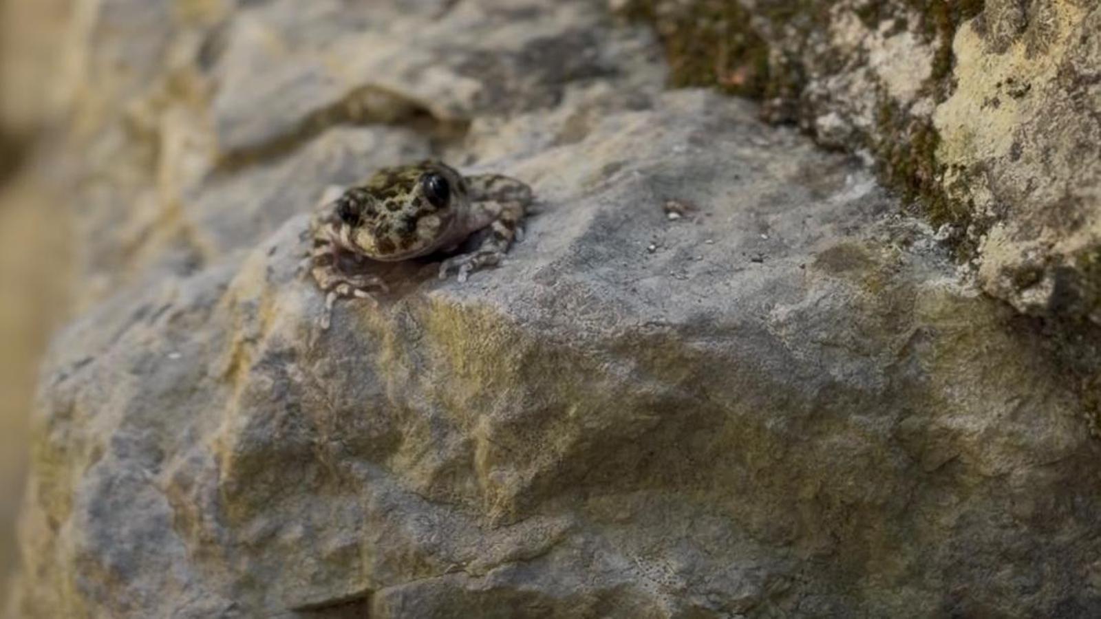 Ein kleiner Frosch.