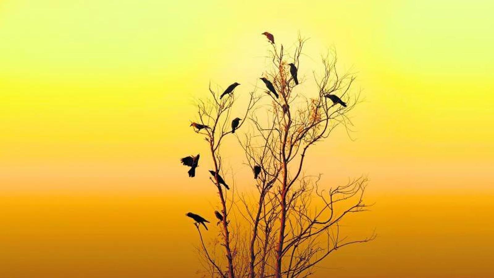 Els corbs aprenen  de la mort