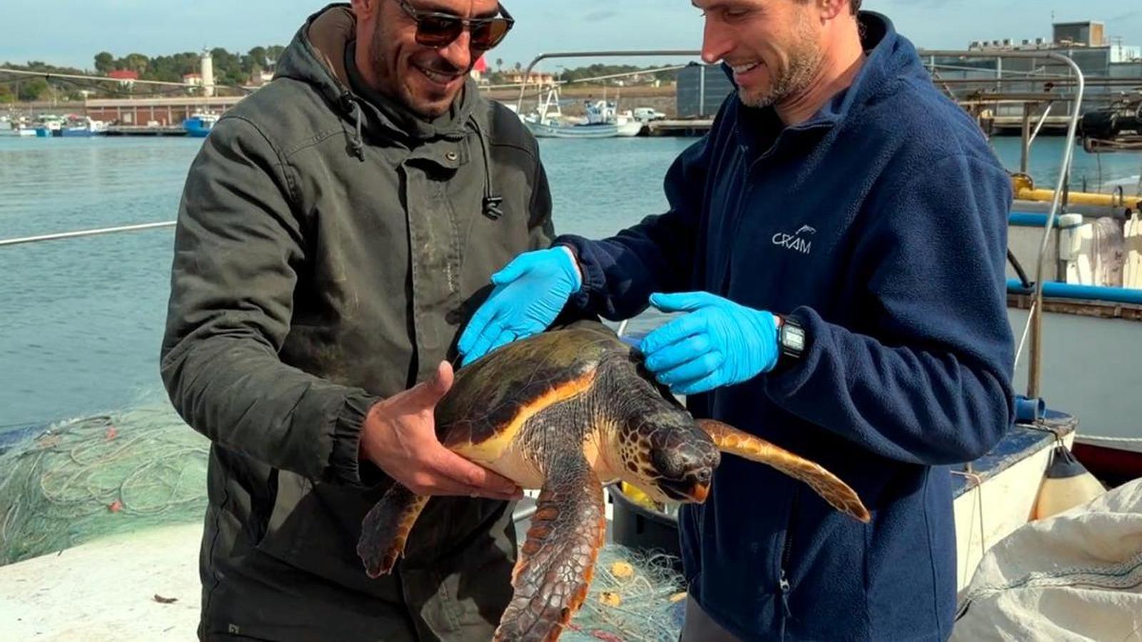 La mayoría de los rescates son tortugas