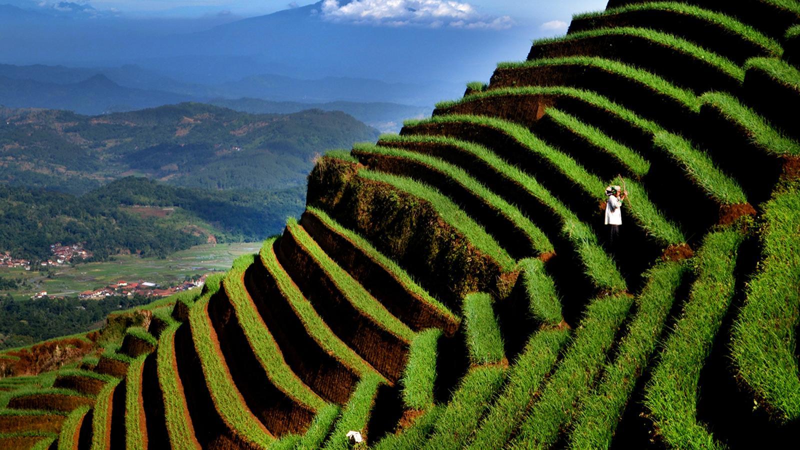 Cultivo de cebolla en las laderas del Monte Cereme, Majalengka, Java Occidental, Indonesia.