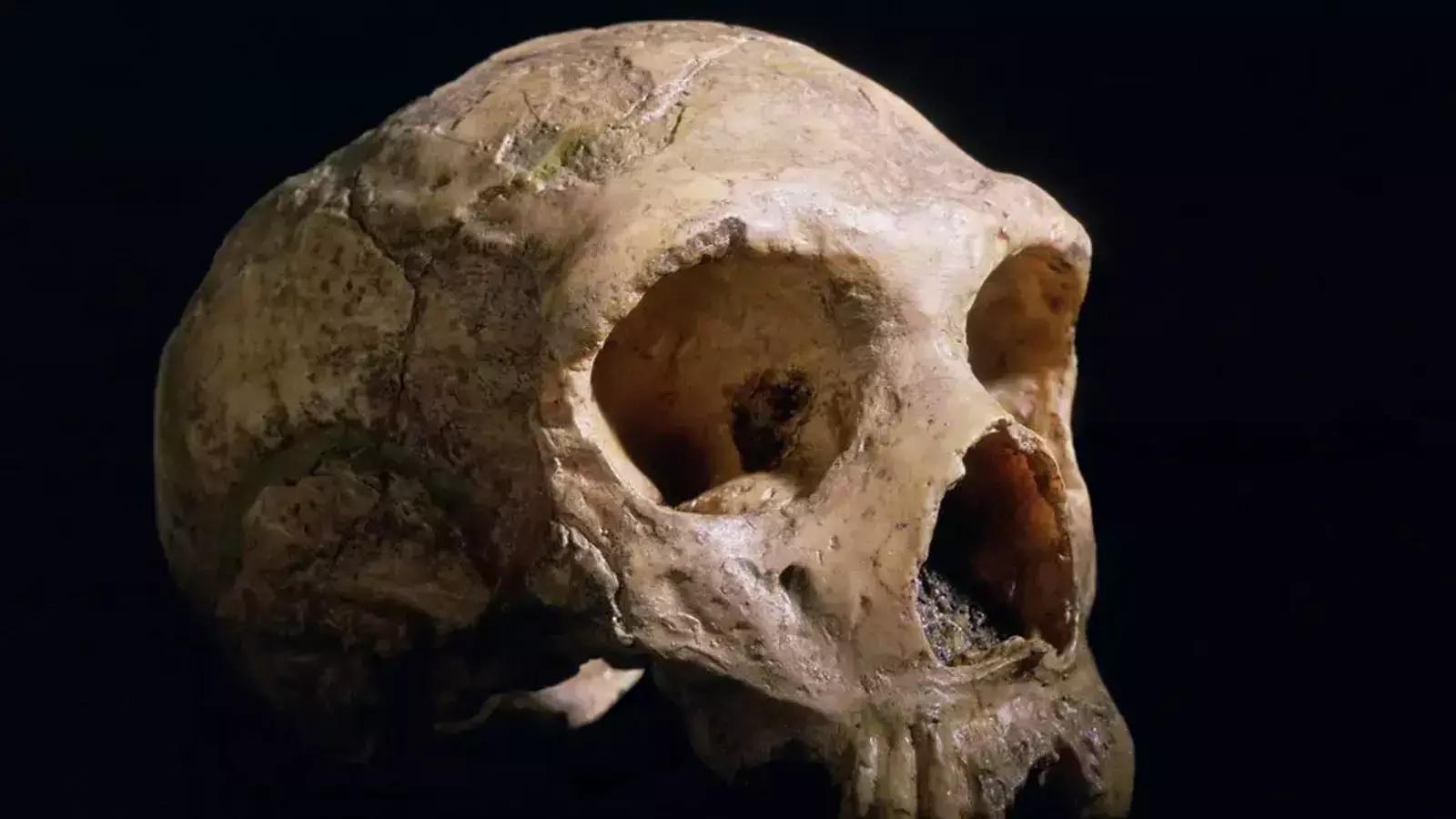 Els paleoantropòlegs han descobert que els cervells dels nostres avantpassats van augmentar de mida a partir de fa uns dos milions d'anys.